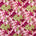 Rose Print Cotton Fabric SV577463 Pink/Green 1